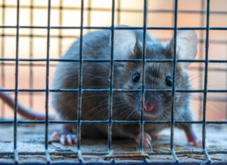 «1984» и «Скотный двор» в одном: ученые читают мысли мышей по выражению лица