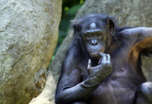 Людям следует поучиться: шимпанзе способны отвергать собственные взгляды, если есть убедительные возражения