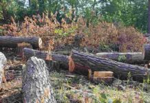 КЭКЦ обратился в прокуратуру по поводу незаконной выдачи Минэкологией лимитов на рубку деревьев в заповедниках