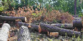 КЭКЦ обратился в прокуратуру по поводу незаконной выдачи Минэкологией лимитов на рубку деревьев в заповедниках