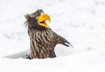 Финалисты конкурса забавных фото природы 2025 — когда победитель неважен