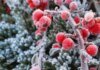 Мороз продержится всю неделю: прогноз Укргидрометцентра