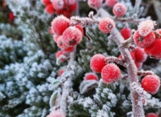 Мороз продержится всю неделю: прогноз Укргидрометцентра