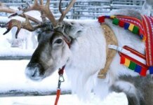 Волки массово атакуют оленей в Финляндии: пастухи обвиняют Россию