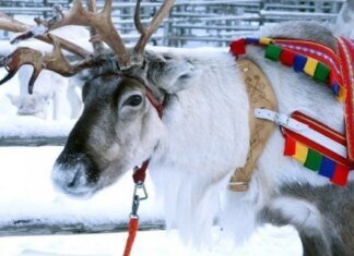 Волки массово атакуют оленей в Финляндии: пастухи обвиняют Россию