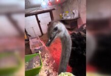 Скандал из-за страуса в гараже: полиция приступила к проверке. ВИДЕО