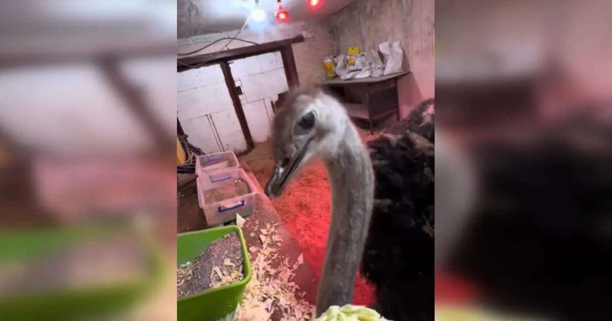 Скандал из-за страуса в гараже: полиция приступила к проверке. ВИДЕО