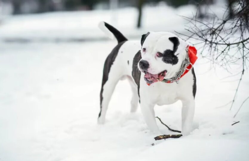Ледяная ловушка и шквальный ветер: синоптики дали тревожный прогноз погоды