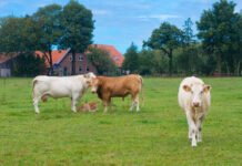 Фермер в США отказался от более $15 млн, чтобы на его земле не построили дата-центр