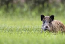 Восстание машин против дикой природы: китайский робот устроил охоту на кабанов в Польше. ВИДЕО