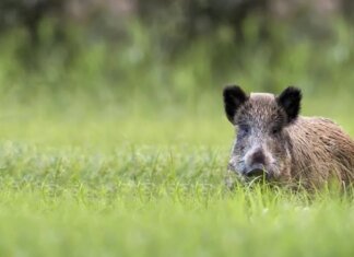 Восстание машин против дикой природы: китайский робот устроил охоту на кабанов в Польше. ВИДЕО