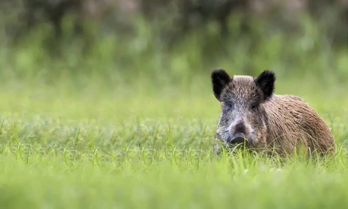 Восстание машин против дикой природы: китайский робот устроил охоту на кабанов в Польше. ВИДЕО