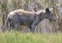 «Чупакабра вернулась»: в шаге от людей жуткое существо разгуливает по дворам под Ивано-Франковском. ВИДЕО