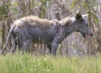 «Чупакабра вернулась»: в шаге от людей жуткое существо разгуливает по дворам под Ивано-Франковском. ВИДЕО