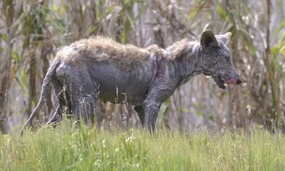 «Чупакабра вернулась»: в шаге от людей жуткое существо разгуливает по дворам под Ивано-Франковском. ВИДЕО