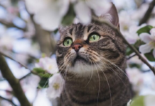 Мокрый снег, штормовой ветер и заморозки: какой погоды ждать украинцам перед Пасхой