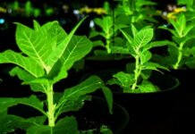 Растения вместо фонарей на улицах: Китай вывел биолюминесцентные орхидеи, подсолнухи и хризантемы