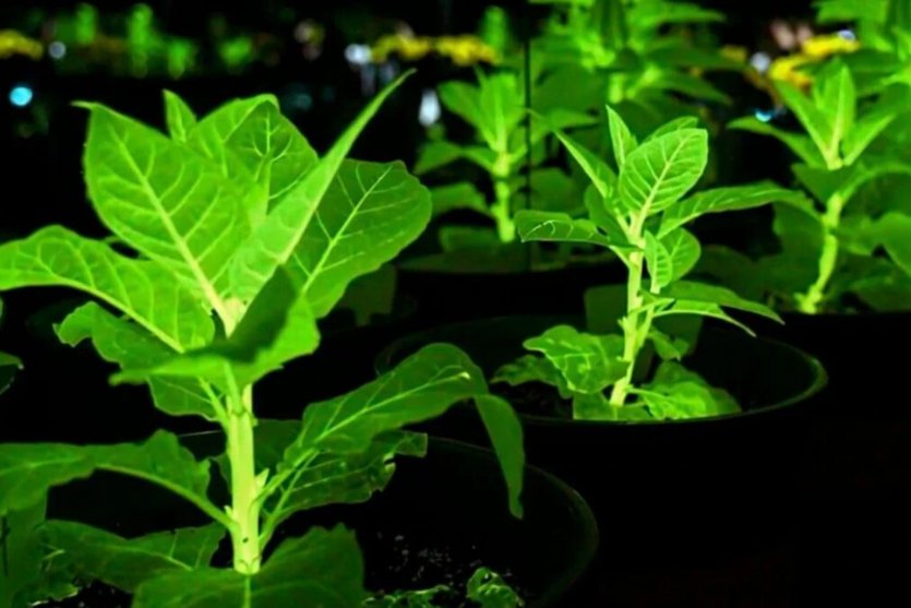 Растения вместо фонарей на улицах: Китай вывел биолюминесцентные орхидеи, подсолнухи и хризантемы