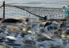 Украина планирует сократить зависимость от импорта рыбной продукции