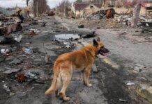 Снайпер из РФ убил пожилого жителя Бучи, когда тот кормил собаку: личность оккупанта установлена