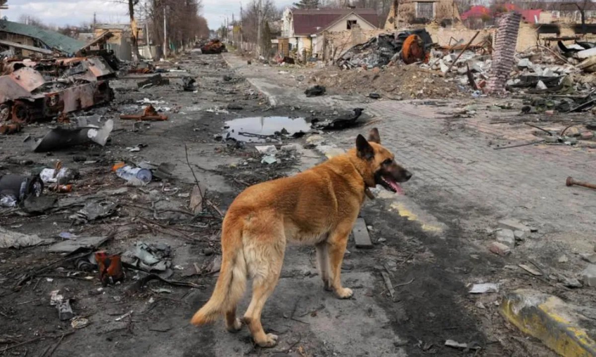 Снайпер из РФ убил пожилого жителя Бучи, когда тот кормил собаку: личность оккупанта установлена