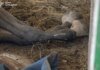 В Сумах россияне нанесли удар по детской конно-спортивной школе: из-под завалов извлекли лошадей. ФОТО