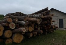 На Волыни чиновник вырубил лес, а разрешения не имел