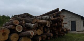На Волыни чиновник вырубил лес, а разрешения не имел