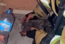 В Киеве мужчина вместе со спасателями пытался спасти кота из атакованого россиянами дома. ВИДЕО