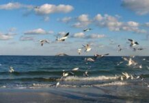 Соленость Азовского моря поднялась до 16 промилле — и это рекорд за всю историю наблюдений