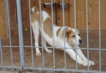 Вышел со двора и убил: в Харьковской области осудили хозяйку алабая, загрызшего прохожую